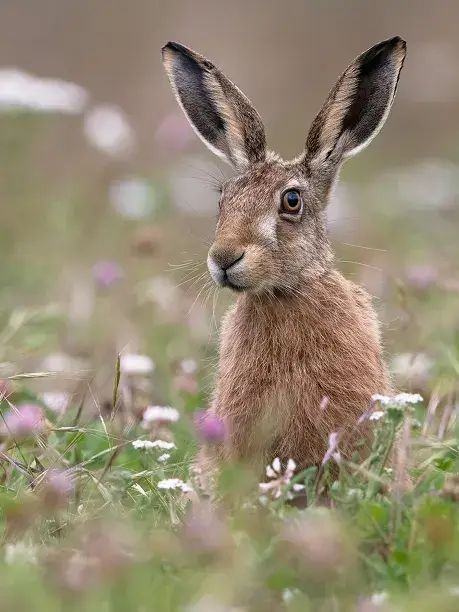 Brown hare sitting upright among clover and wildflowers in a meadow